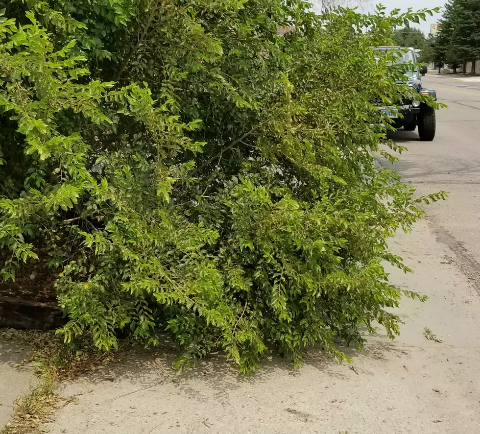 City Of Casper: Trim Trees And Shrubs For Safety