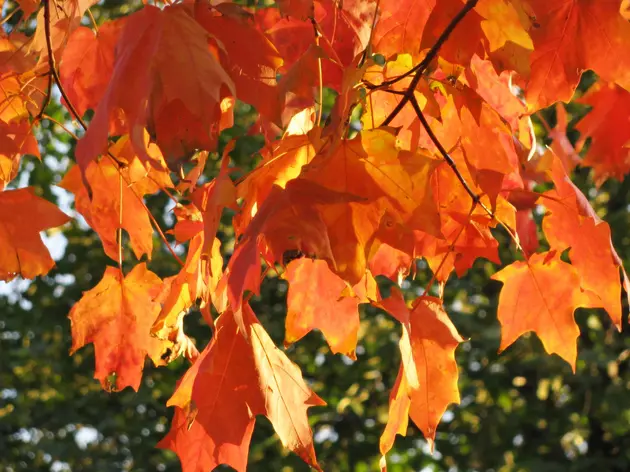 November is Leaf Collection Month In Casper