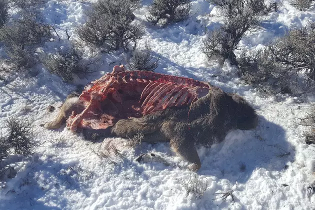 Two Deer Poached Near Pinedale