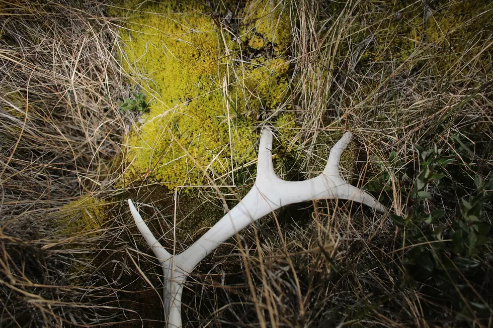Wyoming Considers Wider Area for Antler-Collection Rules