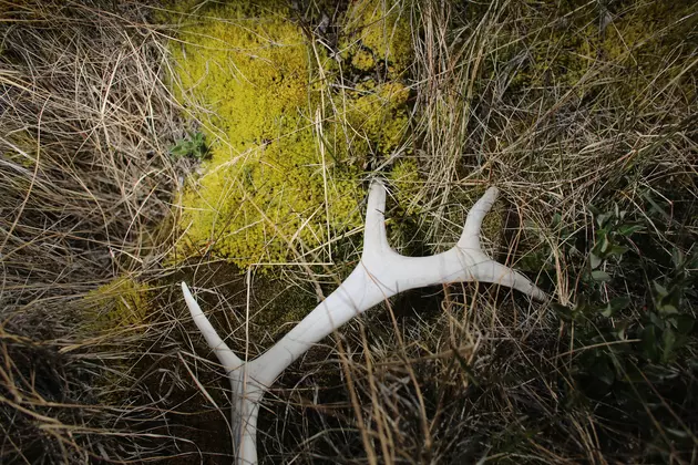 Antler Hunting in Western Wyoming Can&#8217;t Start Until May 1