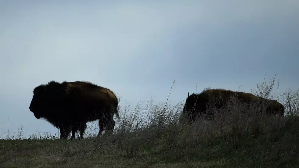 Study: Yellowstone Bison Mow, Fertilize Their Own Grass