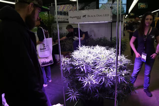 U.S. Corporations Embracing 420 as Pot Legalization Grows