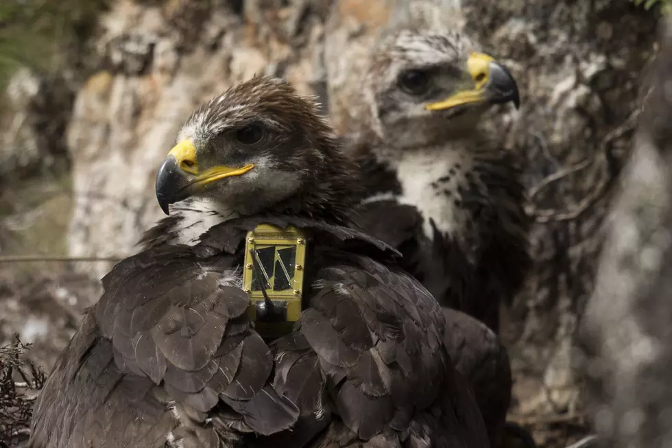 University of Wyoming Scientist Aids In Golden Eagle Conservation