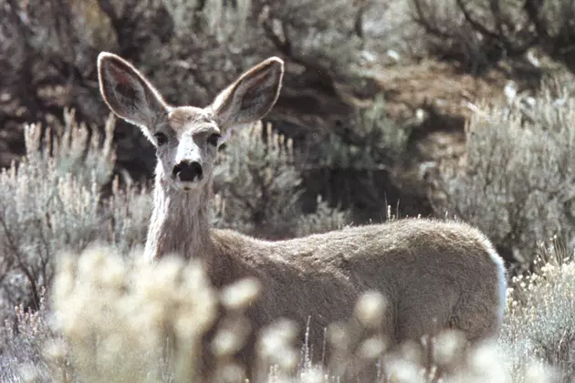 30 Dead Deer Found at Utah Landfill, Starved, Died of Disease