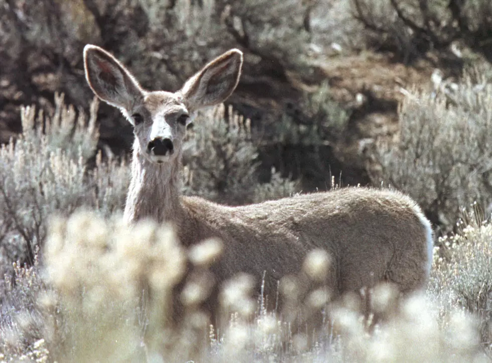 Colorado Parks & Wildlife Encourage Social Distancing Using Deer