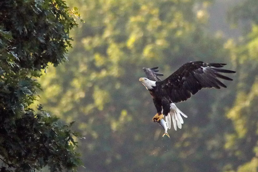 Bald Eagle Died of Lead Poisoning in Montana’s Glacier Park