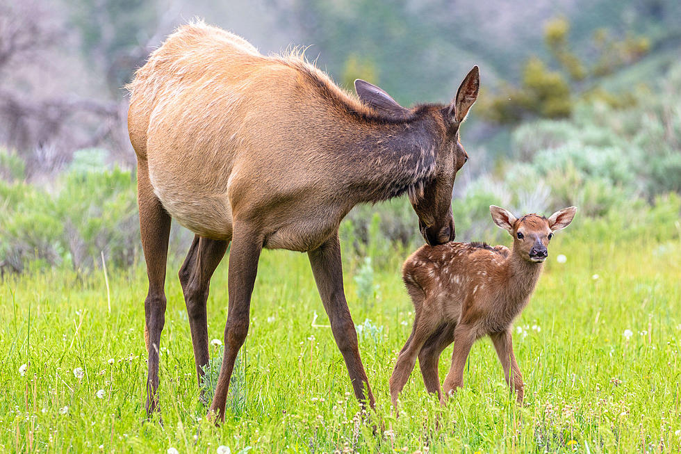 Yellowstone Park Warns Visitors of Cow Elk With Calves