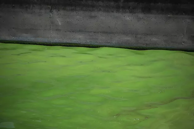 Toxic &#8216;Blue-Green&#8217; Algae Bloom Detected in SW Wyoming Reservoir
