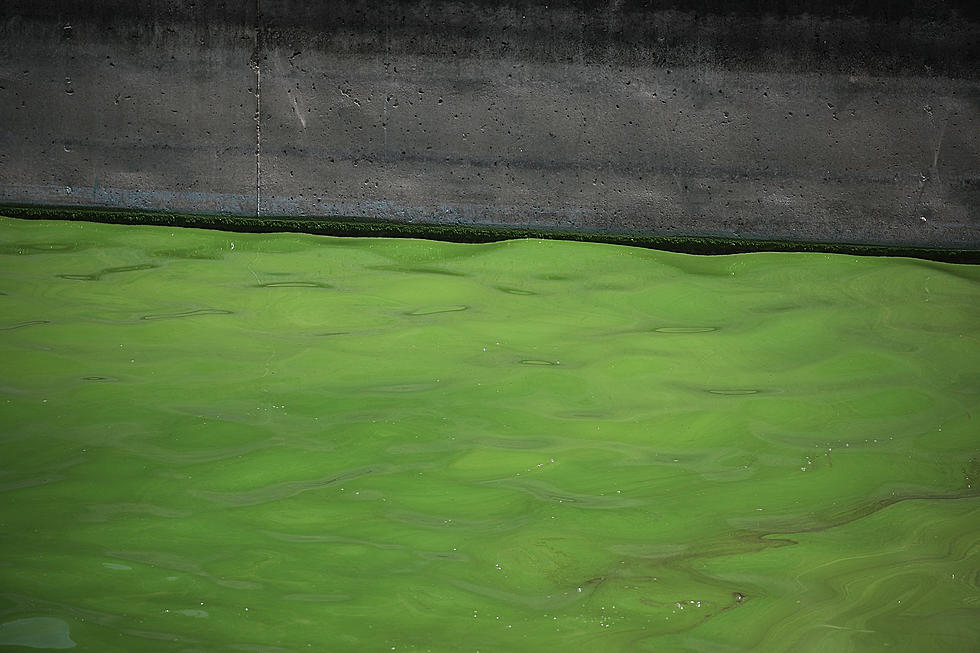 Possible Cyanobacterial Blooms in Huck Finn Pond