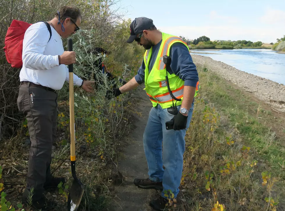 Casper Volunteers Pick Up Trash, Dig Out Bad Trees for Platte River Revival