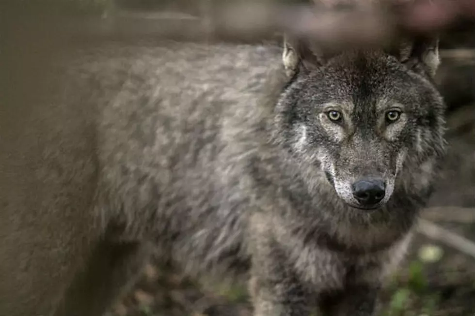Cody Man Loses Hunting Privileges for Killing Wolf, Bringing it to Wyoming from Canada