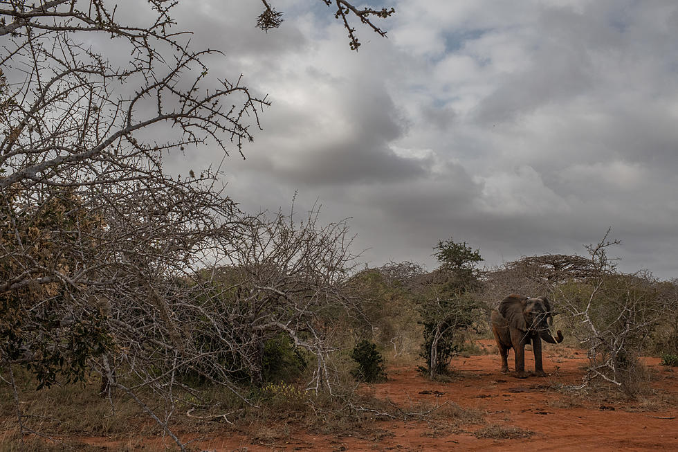 Zimbabwe Says 200 Elephants Have Now Died Amid Drought