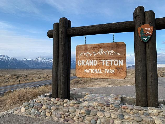 Lucky Few Spot Grand Teton Grizzly Days Before Park Closes