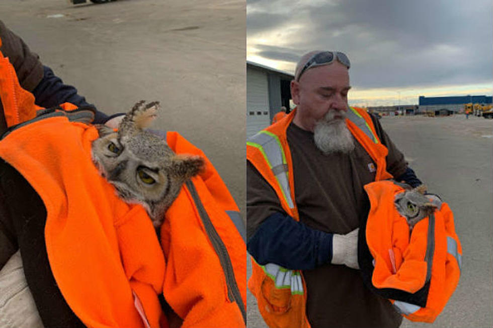 WYDOT Employees Rescue Injured Owl on Interstate 25