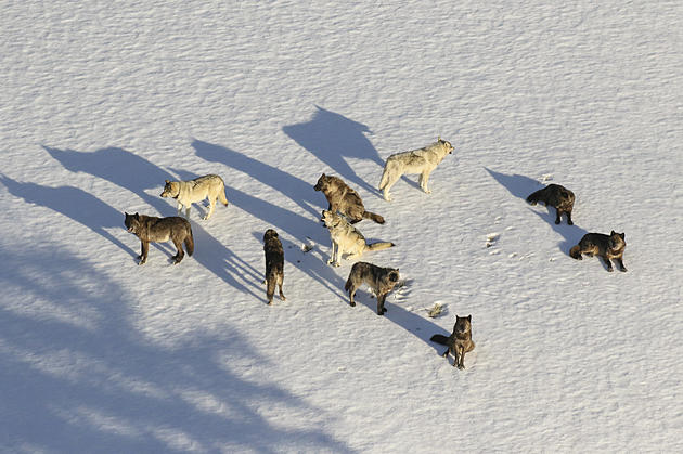 Experts Report Wolf Population is Stable in Wyoming
