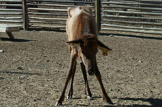 Montana Game Farm Quarantined After Positive Elk CWD Test