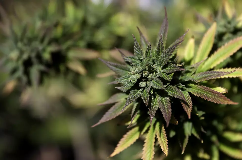 South Dakota Tribe Set to Vote on Legalizing Marijuana