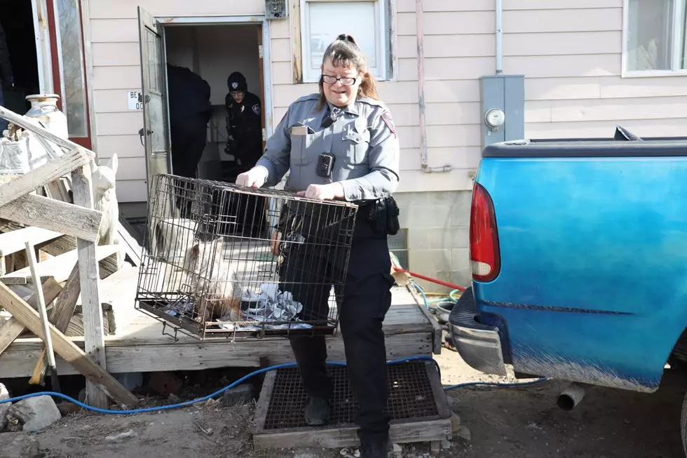 46 Dogs, 15 Rabbits, 1 Cat Rescued From Wyoming Residence