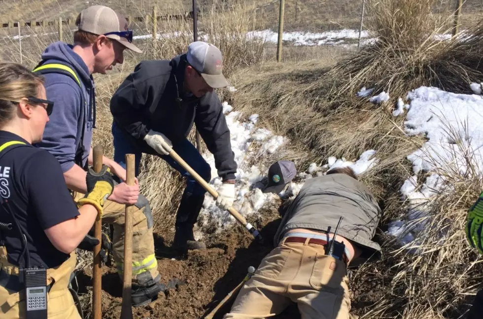 WATCH: Jackson Firefighters Rescue Dog Trapped In Badger Hole