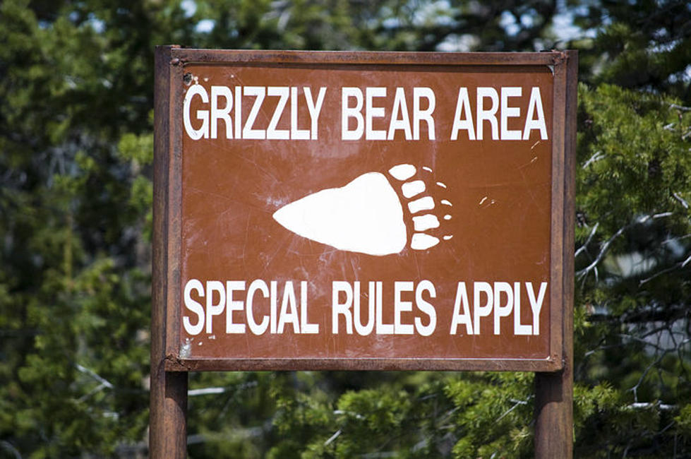 Grizzly Bear Injures Shed Hunter Near Cody