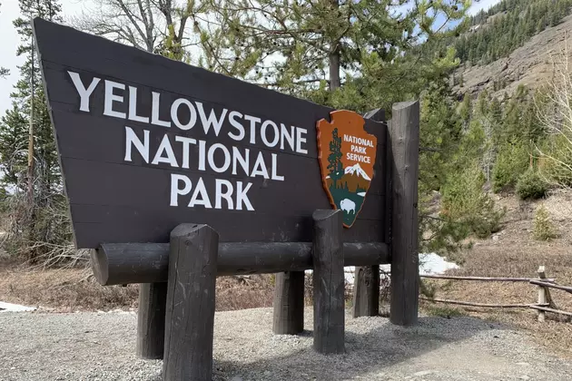 Yellowstone Visits Down 32% in June, but Climbing