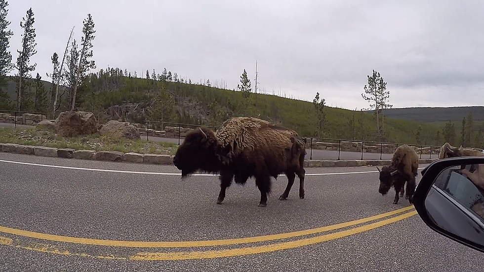Yellowstone National Park Reports First Human-Bison Encounter of 2020