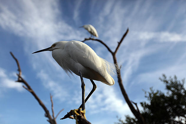 US Moves Forward With Plan to End Wild Bird Protections
