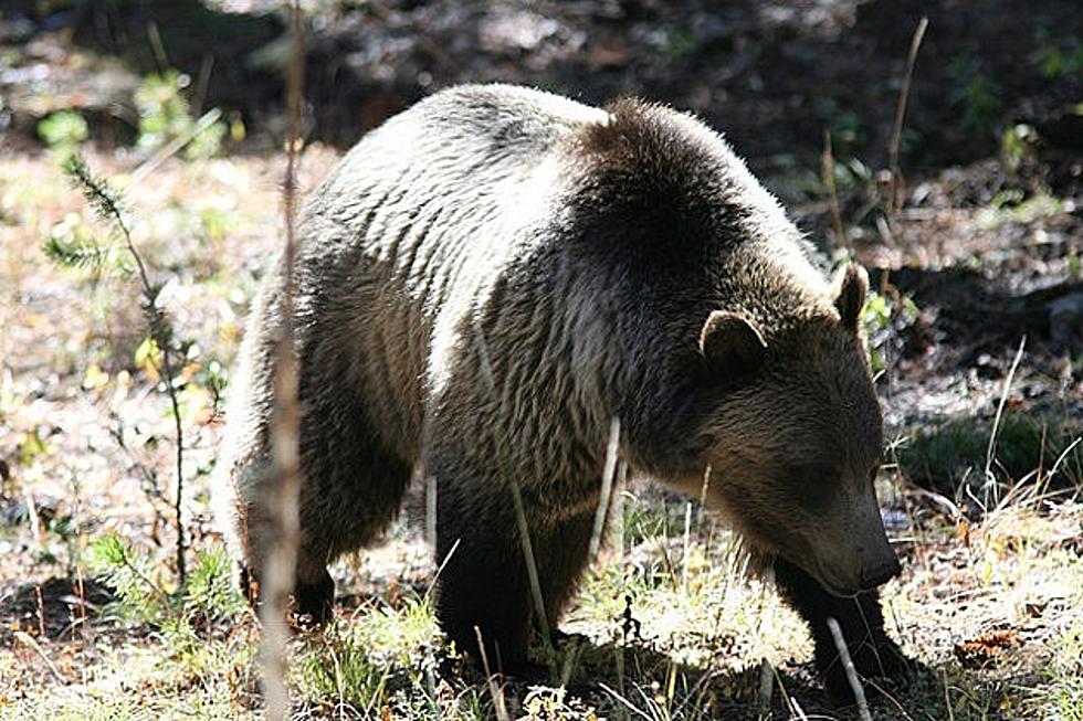 Wakey, Wakey: First Grizzly Bear Emerges from Hibernation at Yellowstone National Park