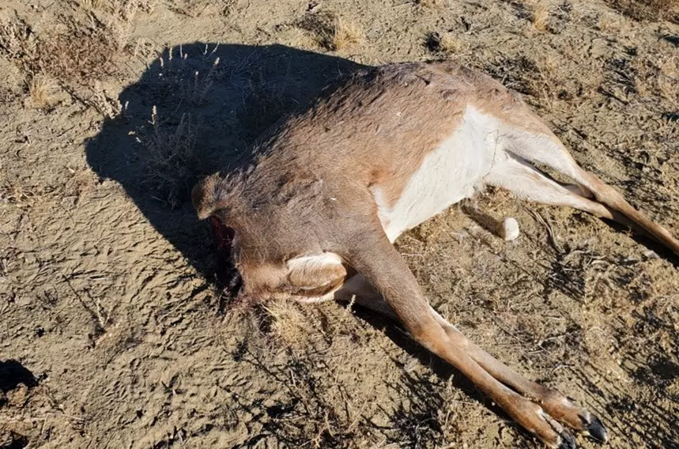 Wyoming Game & Fish: Someone Dumped a Headless Buck Deer