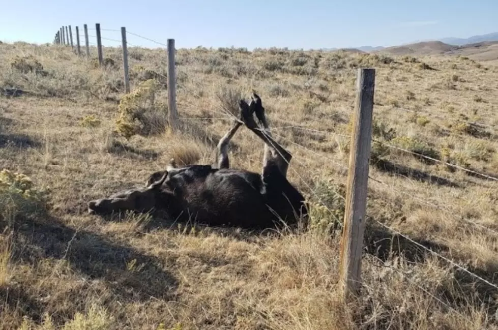 Wyoming Game Warden Helps Rescue Two Moose Just Days Apart