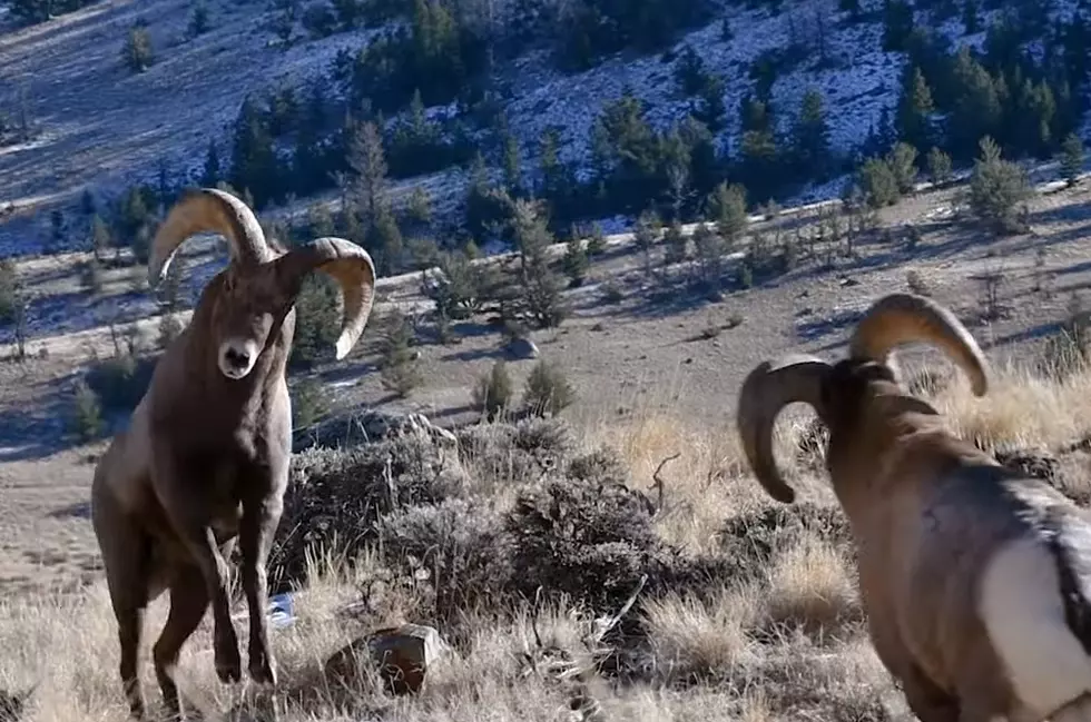 WATCH: Wyoming Bighorn Rams Duke It Out in New Video
