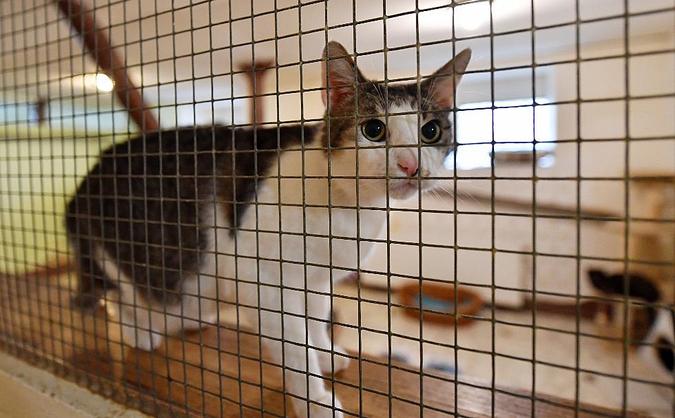 Meow Mates: Program Brings Rescue Cats to Cheyenne Jail