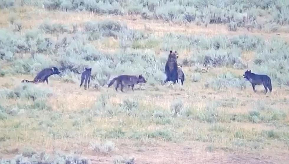Yellowstone National Park Hazes Wolves That Get Used to People