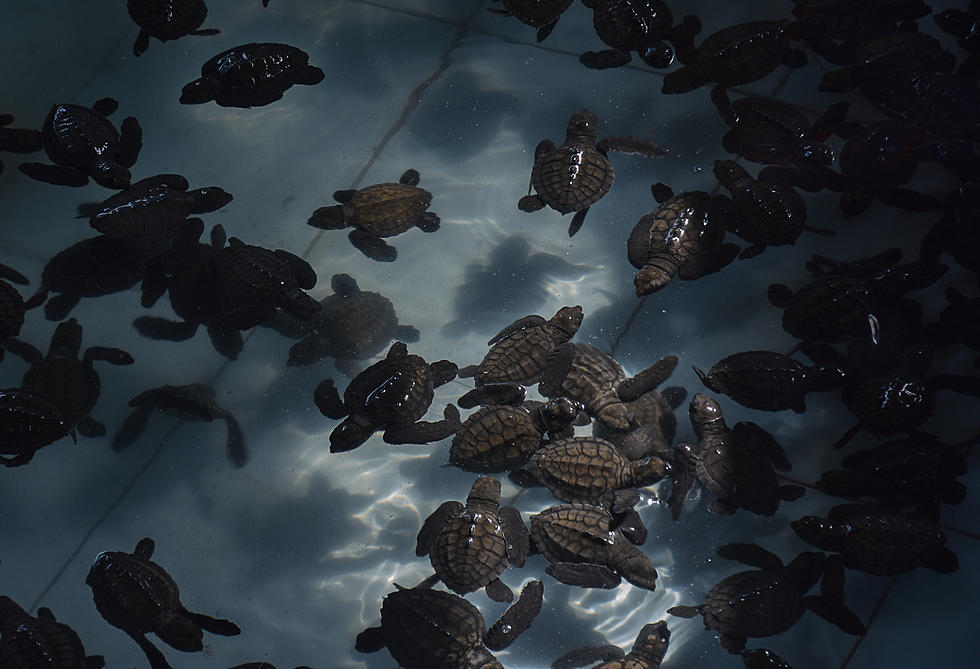 Cowabunga! More than 800 Turtles Rescued from Storm Drains