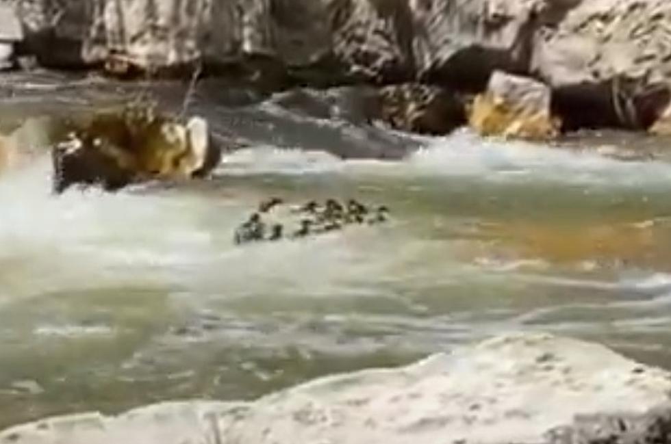 WATCH: Duck & Ducklings Get Out Of Wyoming Canyon In Blur