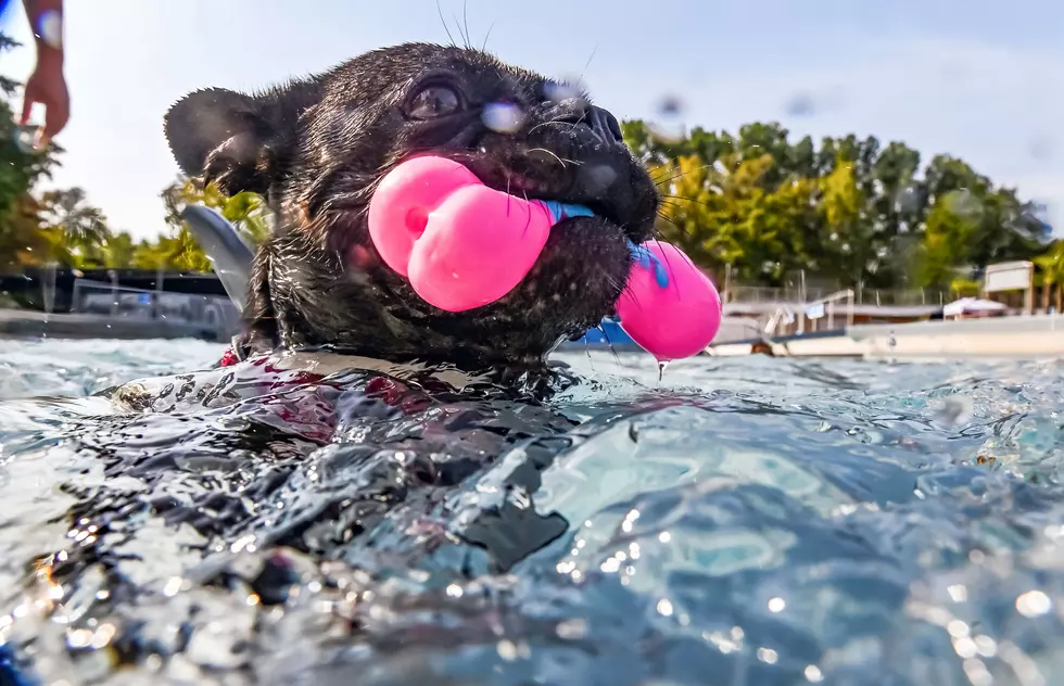 Dog Days of Summer: Washington Pool Hosting ‘Pooch Pool Party’ on Sunday