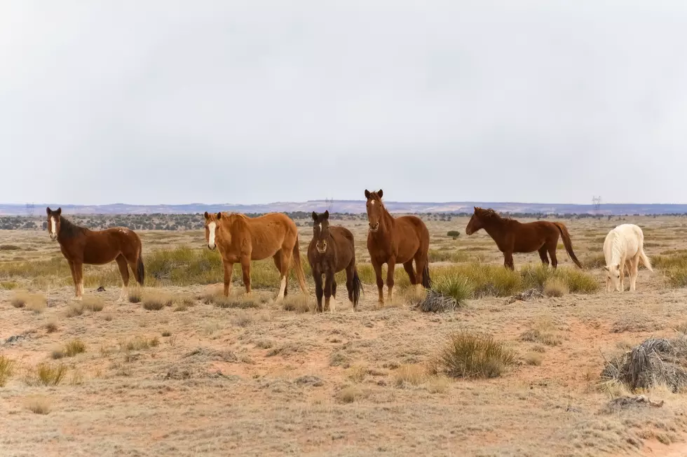 Biggest US holding pen planned for wild horses...