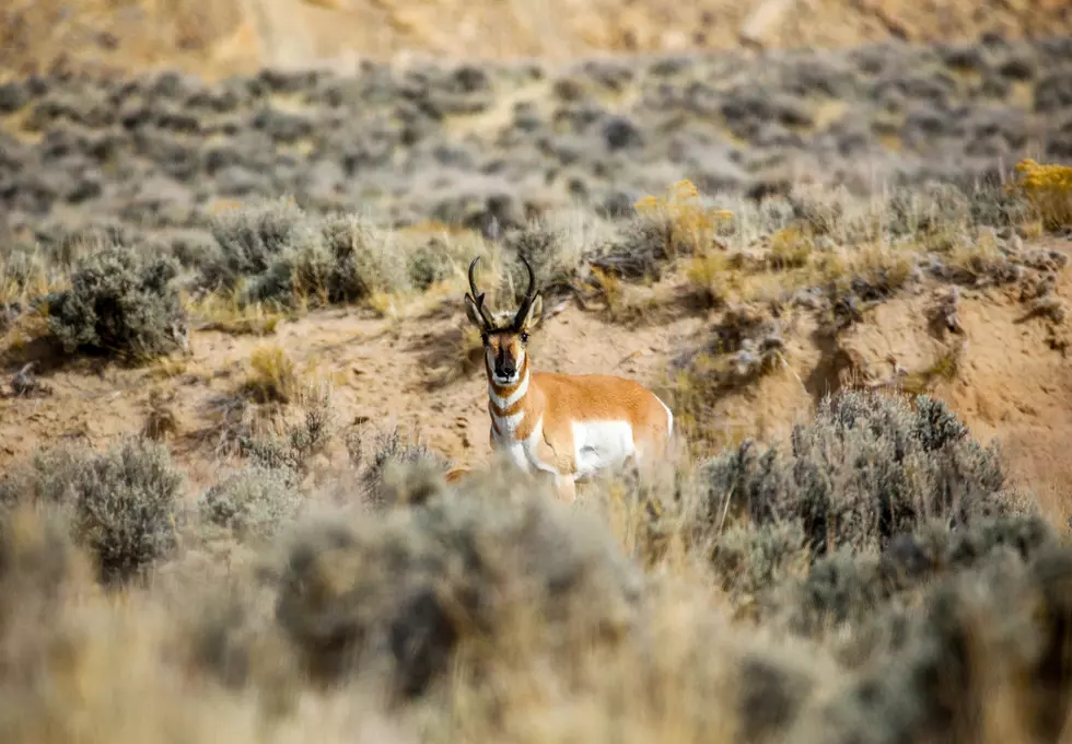 Wyoming Ranchers & Landowners Rewarded for Wildlife Stewardship