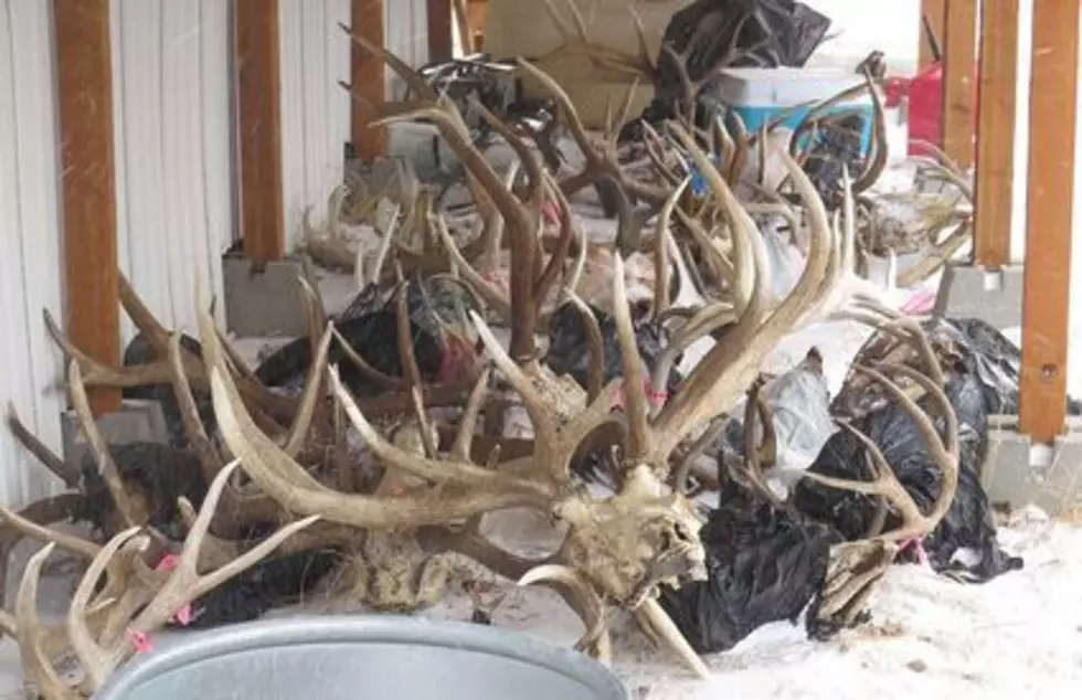 Wyoming Taxidermist ordered to pay restitution to several clients