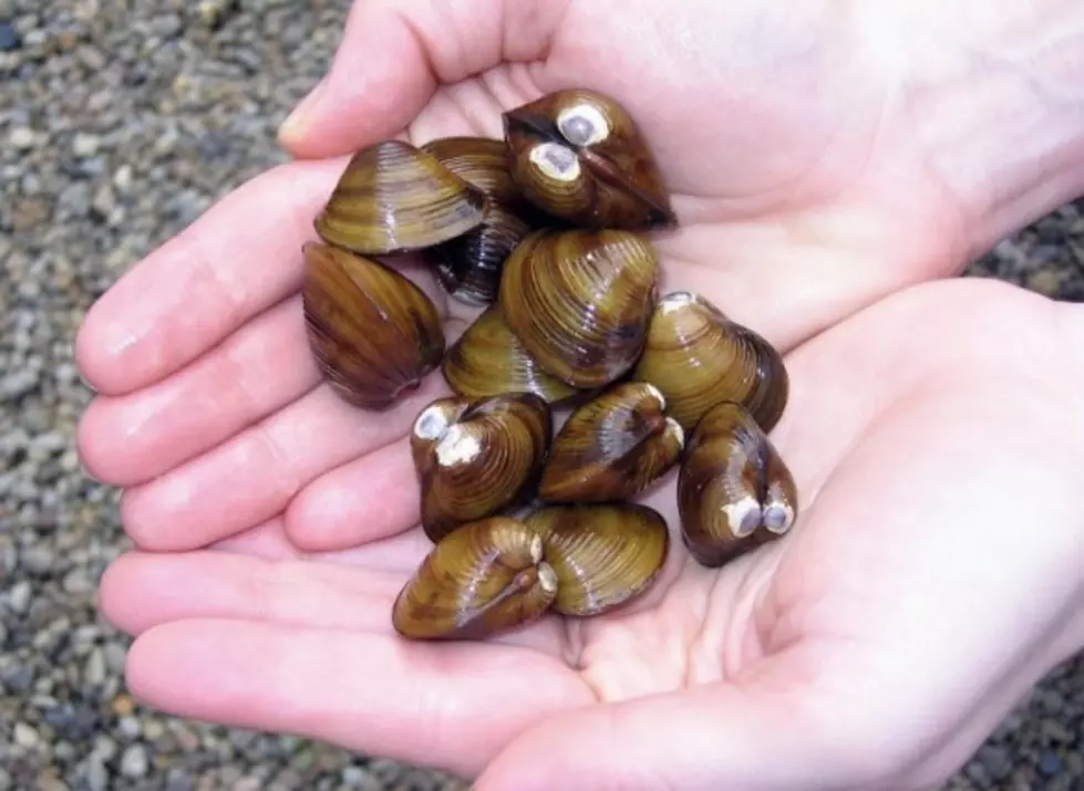 Asian Clams Found in Glendo Reservoir