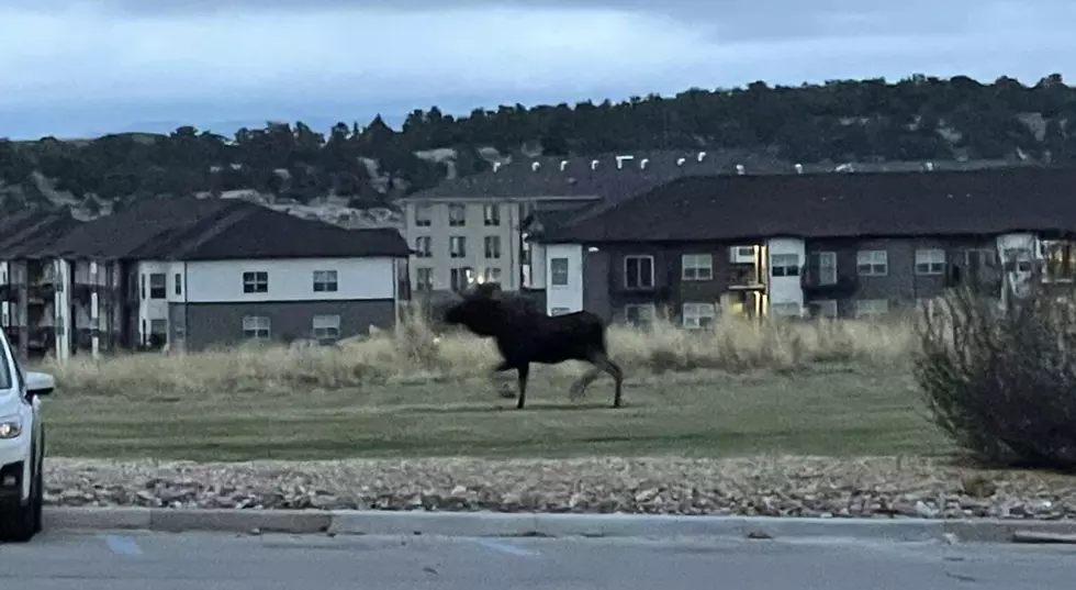 Photos: There’s a Moose on the Loose in Evansville!