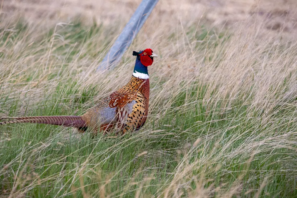 Youth-Only Pheasant Hunting Days Ahead in Wyoming