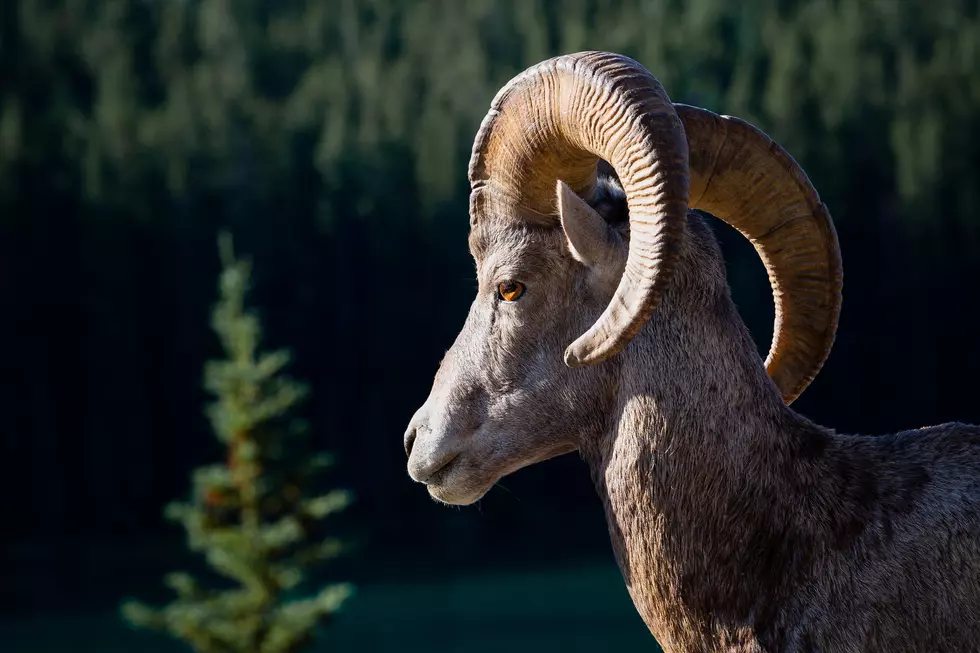 Disease Outbreak Affects Wyoming's Bighorn Sheep