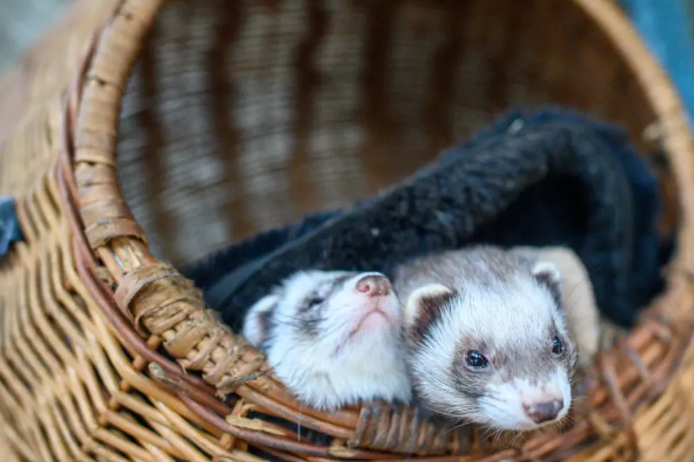 Eighteen Ferrets Released on Historic Wyoming Ranches