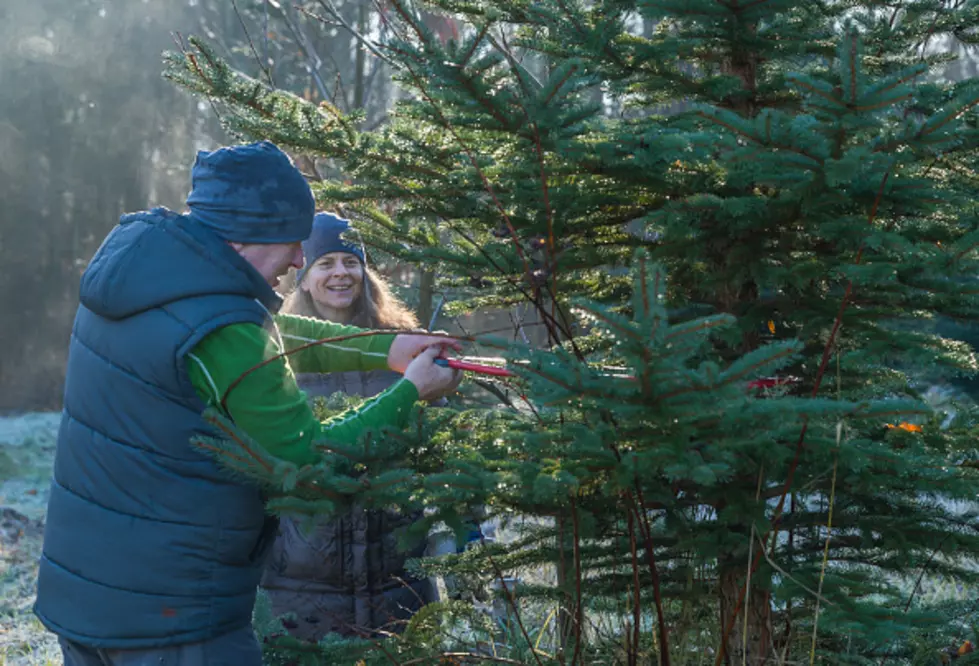 Ten Dollar Permits Available for Christmas Tree Cuttings in Medicine Bow
