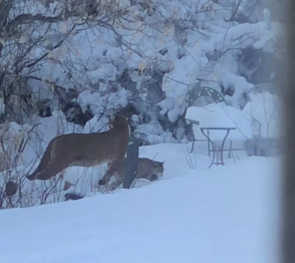 WATCH: Mama Mountain Lion and Kitten Stroll Past Garden Creek in Casper