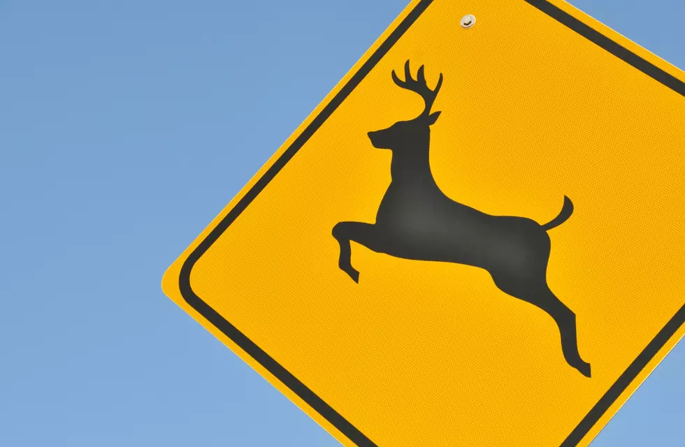 Wyoming 511 App Makes it Easier to Take Home Road-Kill for Dinner