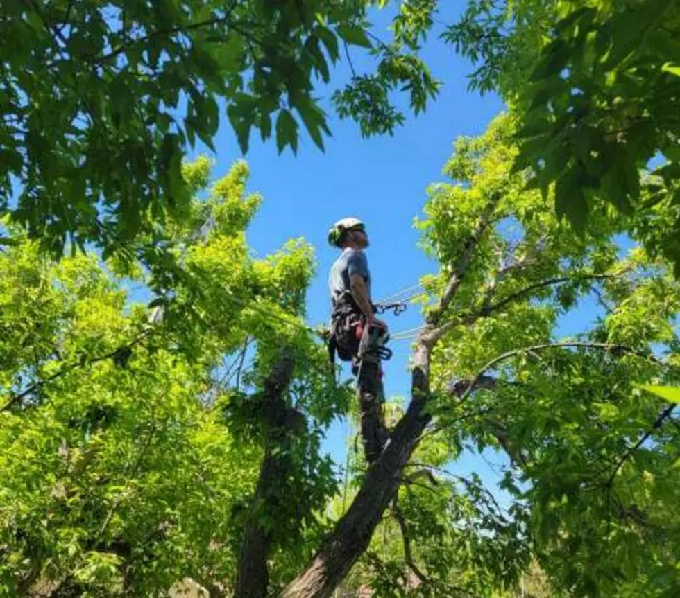 VIDEO: Off-the-Clock Arborist Rescues Cat From High Atop a Tree