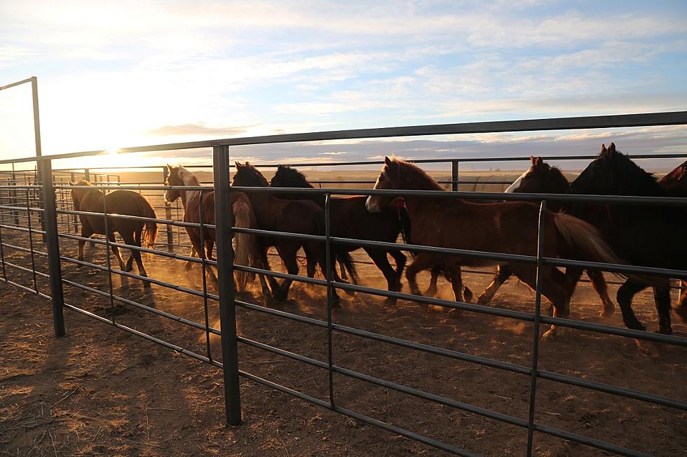 Wyoming BLM Off-Range Corral Reopening for Wild Horse and Burro Adoptions this Spring